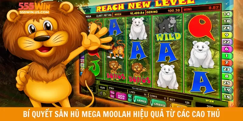 Bí quyết săn hũ Mega Moolah hiệu quả từ các cao thủ